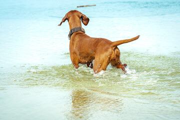 Ein Vizsla rennt in das Wasser eines Sees und sucht ihren Stock.