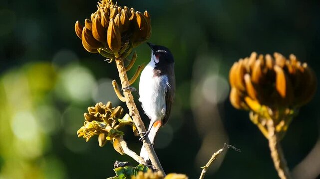Bulbul bird eating from African Tulip tree 