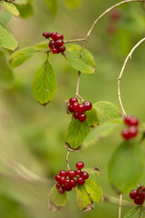 Beautiful red berries in the branches of the trees. Natural woodlands scenery during summer's end.