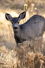 In the picturesque Zion National Park, a mule deer seamlessly blends with the dry grass and rocky terrains, epitomizing the serene beauty of the area in perfect harmony with nature
