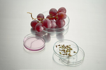 Close up shot at a white table top in laboratory with lab utensils and fresh grape displayed on. Petri dish in variety sizes contains grape seed, grape fluid and fresh grape, space for text