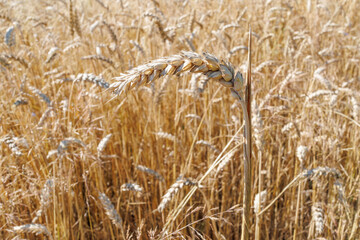 Ripe ear of wheat from agricultural field close-up. Wheat field. A golden ear close-up. Background of ripening ears of wheat field meadow. The concept of a bountiful harvest