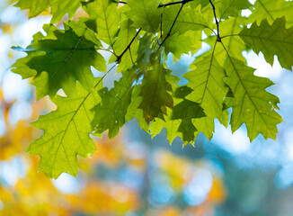 Beautiful forest scenery with native trees. Autumn in the woodlands of Latvia, Northern Europe.