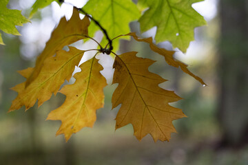 Beautiful forest scenery with native trees. Autumn in the woodlands of Latvia, Northern Europe.