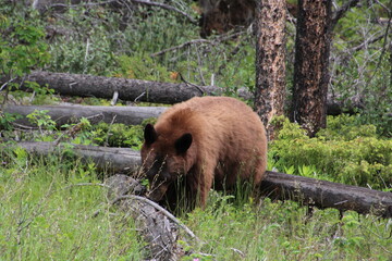 Bear In The Forest