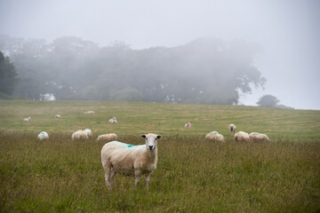 Fototapeta premium sheep in the mist in Mount Edgcumbe country park Cornwall England