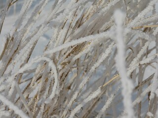 Frozen Light Color Grass