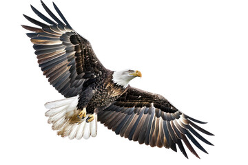 Obraz premium Majestic bald eagle soaring in the sky, showcasing its broad wingspan and powerful presence, symbolizing freedom and strength.