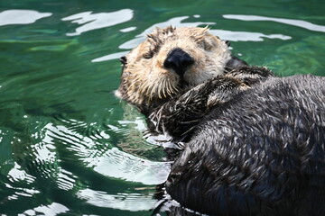 sea lion cub