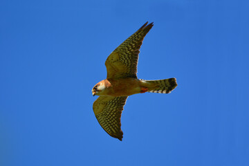 Red-footed falcon in the wild, on a tree branch, (Falco vespertinus)