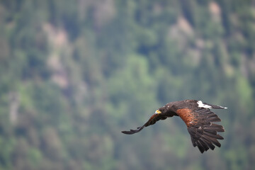 Greifvogel im Flug