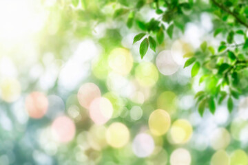Fototapeta premium Sunlight and Fresh Green leaves glowing in green forest.