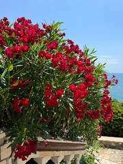 Oleander nerium bush red flowers