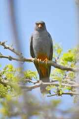 Red-footed falcon in the wild, on a tree branch, (Falco vespertinus)