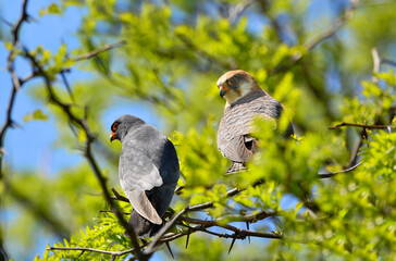 Red-footed falcon in the wild, on a tree branch, (Falco vespertinus)