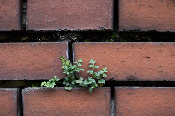 Small, beautiful plants growing on the red brick wall. Beautiful autumn scenery of park in Germany.