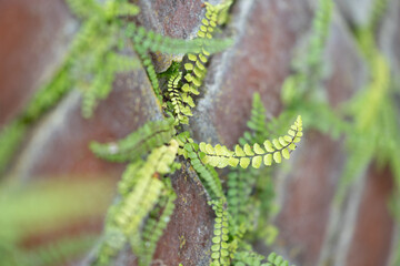 Small, beautiful plants growing on the red brick wall. Beautiful autumn scenery of park in Germany.