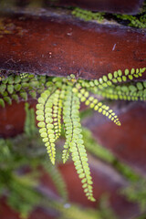 Small, beautiful plants growing on the red brick wall. Beautiful autumn scenery of park in Germany.