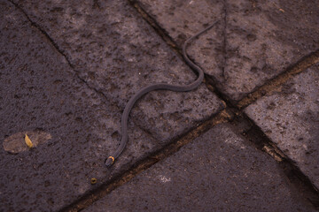 Serpiente calamaria negra con amarillo avanzando en zona urbana