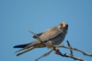 Red-footed falcon in the wild, on a tree branch, (Falco vespertinus)