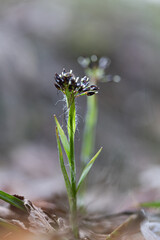 Beautiful small hairy wood-rush growing in the spring forest. Natural scenery of Latvia, Northern Europe.