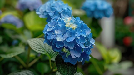 Hydrangea flower that is blue