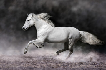 Horse run free gallop