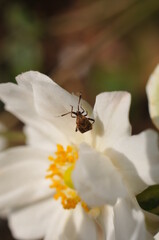 白色の花に止まるカメムシです。
