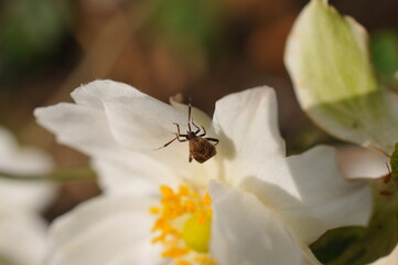 白色の花に止まるカメムシです。