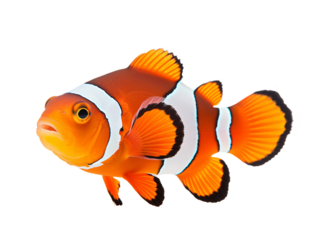 a close up of a fish