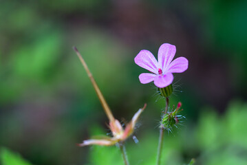 Delicate purple wildflower in soft-focus green backdrop.