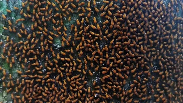 Psocoptera insects in groups walking on trees