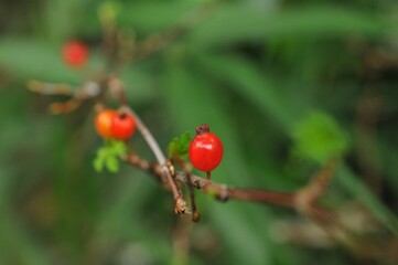ヤブサンザシの赤い実です。