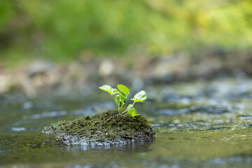 Beautiful summer scenery with plants growing near the water. Natural landscape of Latvia, Northern Europe.