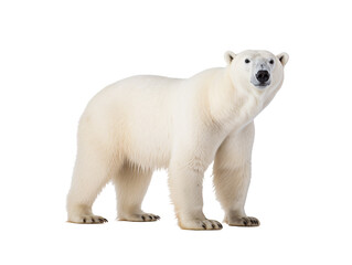 Fototapeta premium a polar bear standing on a white background