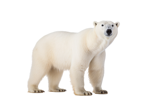 a polar bear standing on a white background