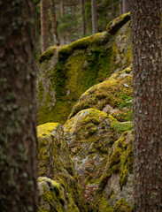 Huge stone boulders in the Swedish forest with moss and lichen. Natural springtime scenery of Scandinavian woodlands.