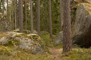 Huge stone boulders in the Swedish forest with moss and lichen. Natural springtime scenery of Scandinavian woodlands.