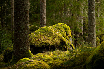 Huge stone boulders in the Swedish forest with moss and lichen. Natural springtime scenery of...
