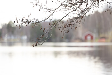 Beautiful spring branch in the foreground with a lake in background. Natural springtime scenery of Scandinavian woodlands in Sweden. © dachux21