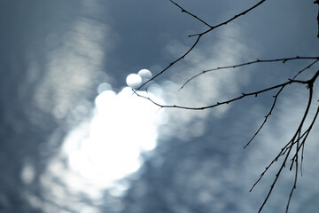 Beautiful spring branch in the foreground with a lake in background. Natural springtime scenery of Scandinavian woodlands in Sweden.
