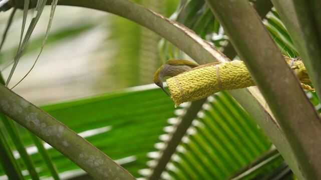 the long beaked bird called little spiderhunter  or arachnothera longistra is enjoying the sweetness of coconut flowers 