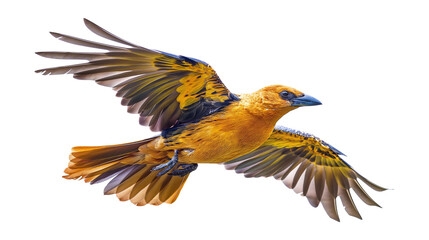 Fototapeta premium A colorful bird with a long tail is flying in the air isolated on a white background