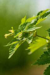 Hop plantation in close up view with soft green bokeh background