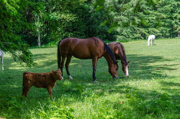 Horses and calf grazing in a ranch