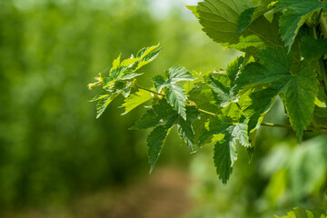 Green close up Hop field plantation at the Bavarian Holledau region 