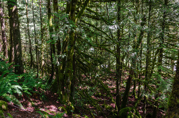 Moss coveered trees in a dense forest