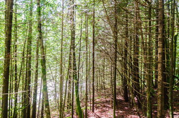 Fototapeta premium Inside a dense pine tree forest
