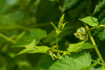 Green close up Hop field plantation at the Bavarian Holledau region 