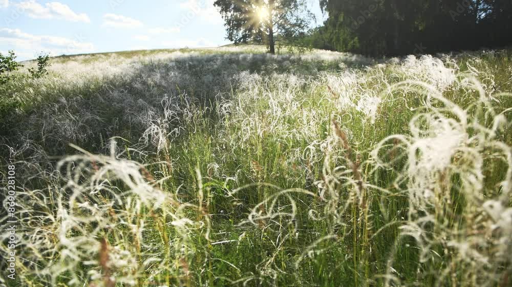 Wall mural Wild feather grass on the forest meadow at sunset. Plants swaying in the light wind. Abstract summer nature background. Selective focus
